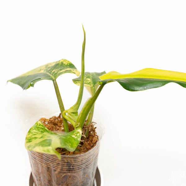 Philodendron domesticum variegated (37B)