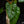 Load image into Gallery viewer, Philodendron billietiae x gloriosum (B14) *2 plants*
