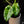 Load image into Gallery viewer, Philodendron &#39;Burle Marx&#39; mint variegated (A14)

