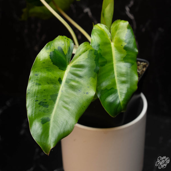 Philodendron 'Burle Marx' mint variegated (A14)