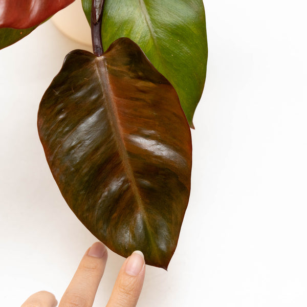 Philodendron 'Peach Cardinal' variegated (37A)
