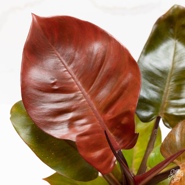 Philodendron 'Peach Cardinal' variegated (37A)