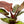 Load image into Gallery viewer, Philodendron &#39;Peach Cardinal&#39; variegated (37A)
