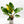 Load image into Gallery viewer, Philodendron &#39;Green Congo&#39; variegated hybrid (37A) *round leaves*
