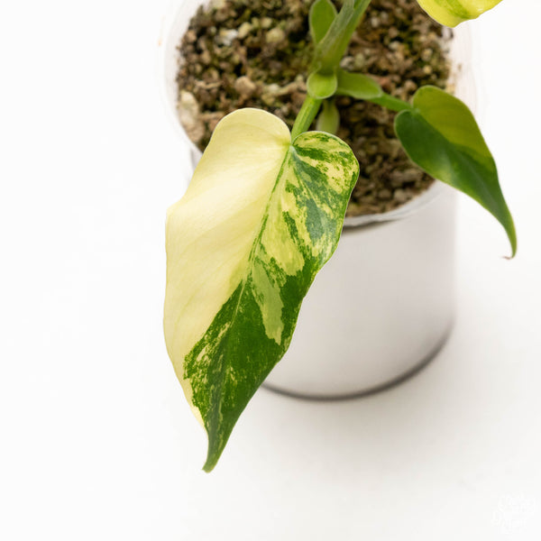 Philodendron radiatum variegated (37A)