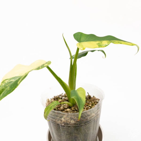 Philodendron radiatum variegated (37A)