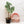 Load image into Gallery viewer, Philodendron mamei &#39;Rojo&#39; (37A)

