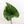Load image into Gallery viewer, Philodendron mamei &#39;Rojo&#39; (37A)
