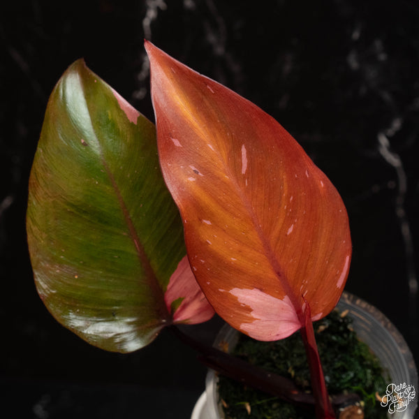 Philodendron 'Persimmon Princess' (A14)