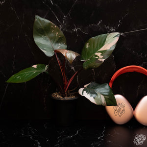 Philodendron 'Red Anderson' *Grower's Choice*