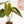 Load image into Gallery viewer, Philodendron &#39;Majestic&#39; (verrucosum x sodiroi) (37A)
