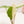 Load image into Gallery viewer, Alocasia portodora variegated (37A)
