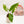 Load image into Gallery viewer, Alocasia portodora variegated (37B)
