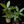 Load image into Gallery viewer, Pachira glabra money tree variegated *Grower&#39;s choice*
