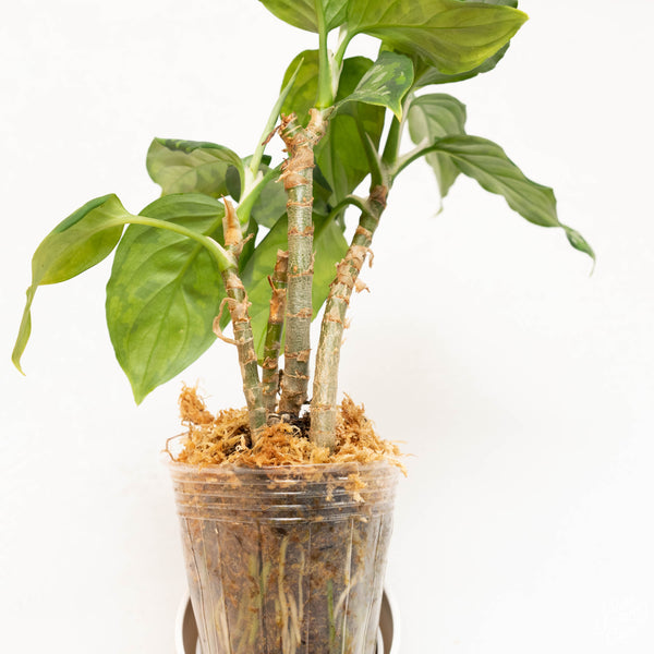 Aglaonema pictum tricolor (37A) *3 plants*