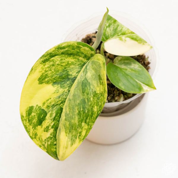 Scindapsus 'Jade Satin' variegated (37A)