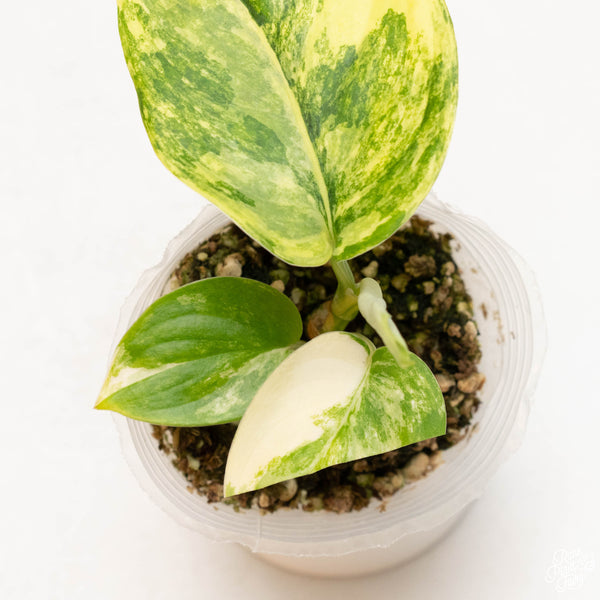Scindapsus 'Jade Satin' variegated (37A)