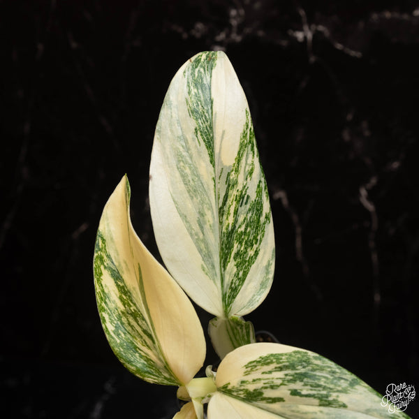 Monstera standleyana albo variegated *marbled* (A14)