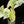 Load image into Gallery viewer, Syngonium &#39;Batik&#39; albo variegated (A14)
