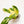 Load image into Gallery viewer, Monstera standleyana aurea variegated (37A)
