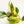 Load image into Gallery viewer, Monstera standleyana aurea variegated (37A)
