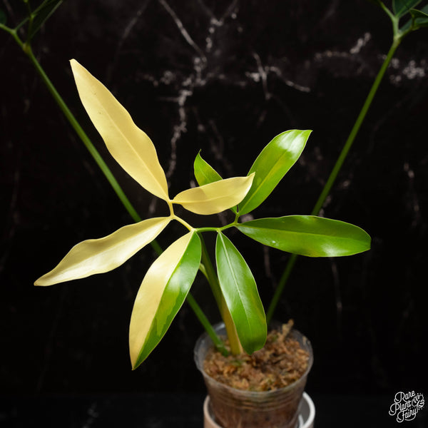 Thaumatophyllum spruceanum albo variegated (previously Philodendron Goeldii) (A14)