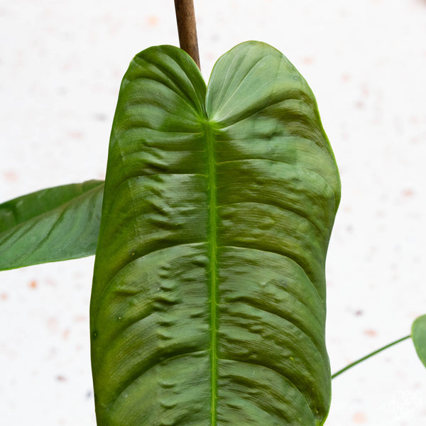 philodendron sharoniae *Grower's choice* 10-11" leaves*