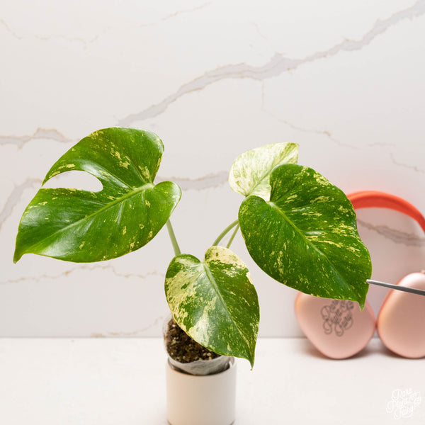 Monstera deliciosa mint variegated (large form) (37C)