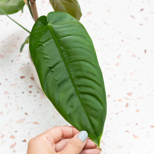 philodendron sharoniae *Grower's choice* 10-11" leaves*