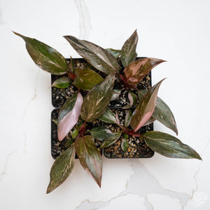 Philodendron 'Pink Princess'