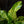 Load image into Gallery viewer, Anthurium renaissance variegated (A14)
