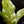 Load image into Gallery viewer, Anthurium renaissance variegated (A14)
