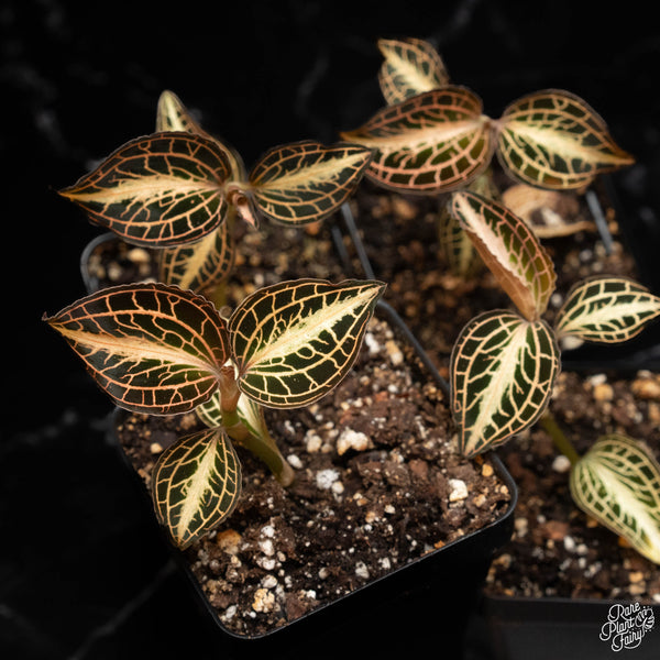 Anoectochilus albolineatus variegated jewel orchid *Growers choice*