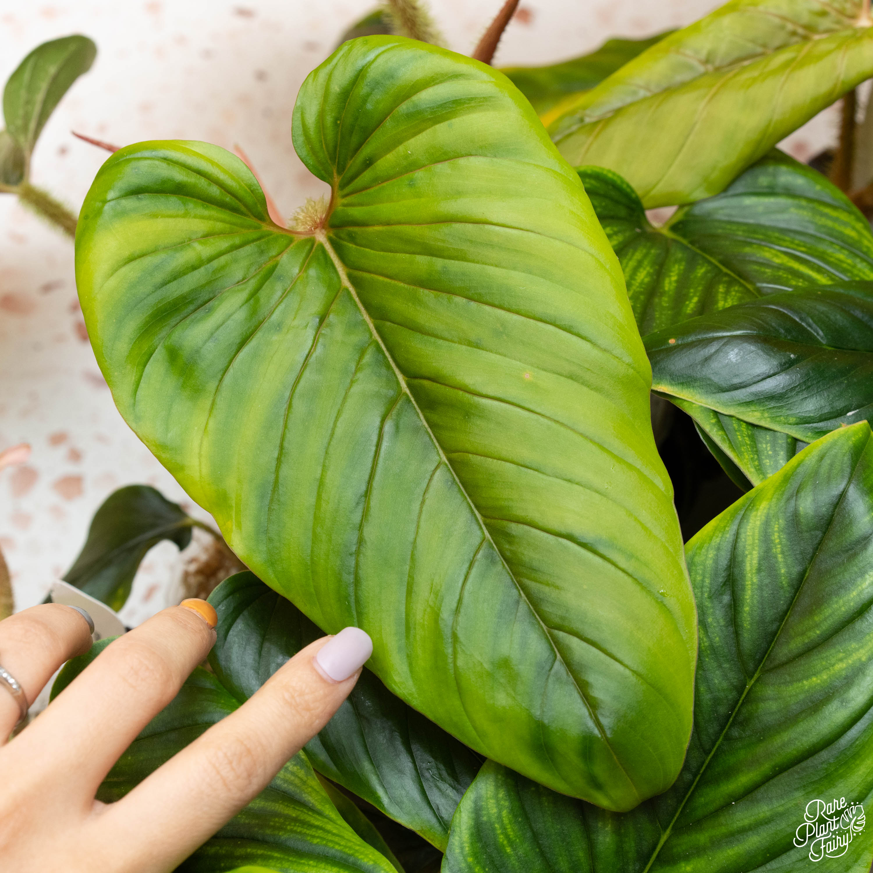 serpens philodendron Philodendron serpens *Grower's Choice* – Rare Plant Fairy