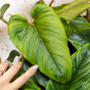 Philodendron serpens *Grower's Choice*