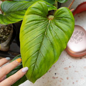 Philodendron serpens *Grower's Choice*