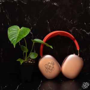 Anthurium veitchii 'King Anthurium' *Grower's Choice*