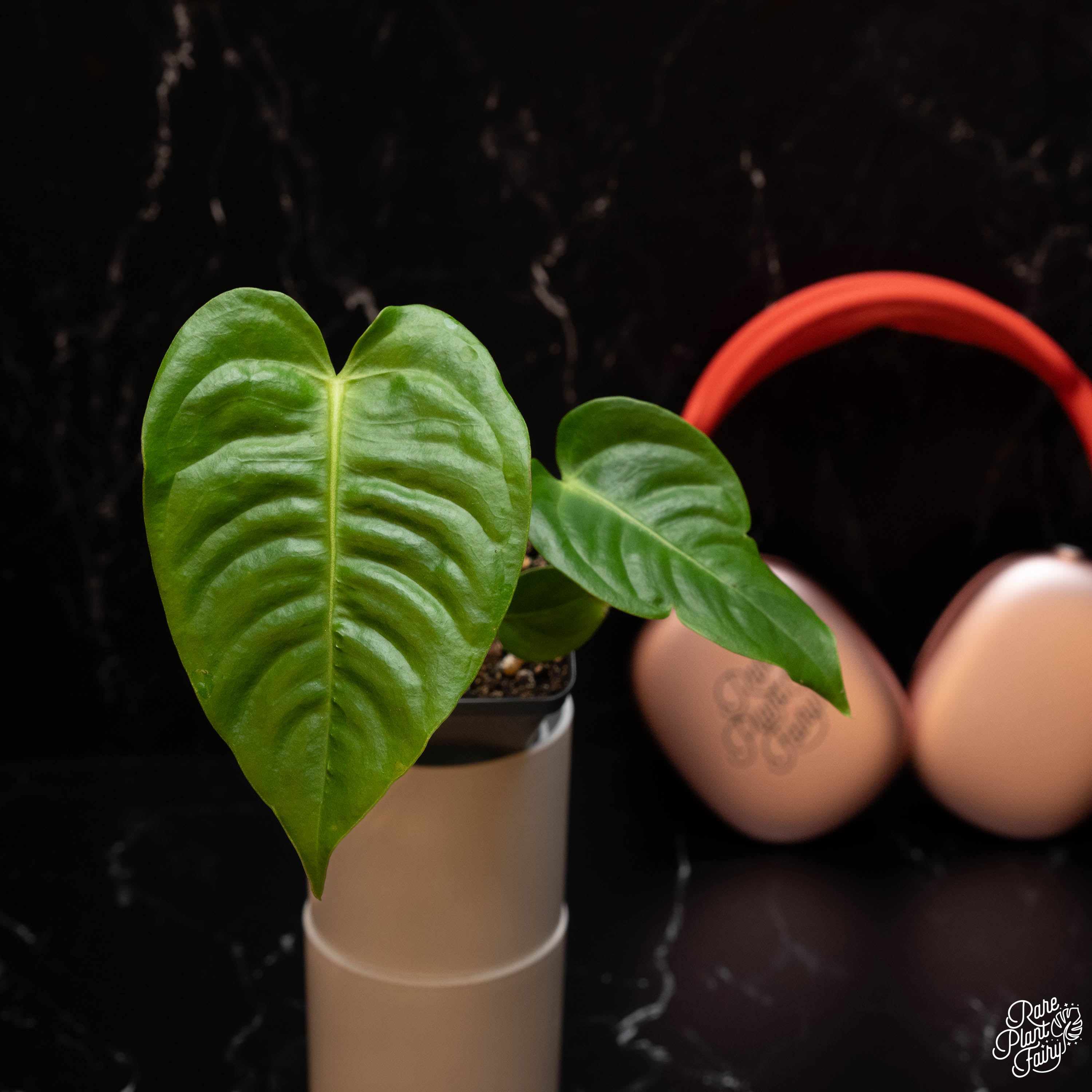 anthurium veitchii plant Anthurium veitchii 'King Anthurium' *Grower's Choice*