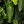 Load image into Gallery viewer, Anthurium veitchii “King Anthurium” *Grower&#39;s choice*
