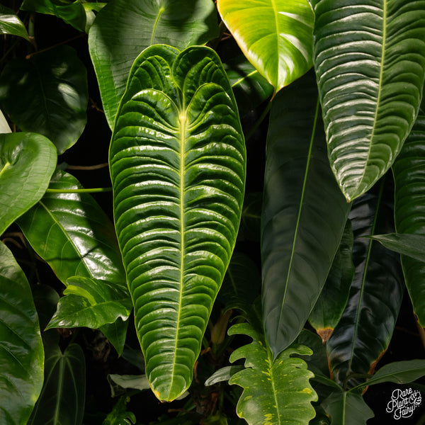anthurium king narrow Anthurium veitchii 'King Anthurium' *Grower's Choice*