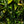 Load image into Gallery viewer, Anthurium warocqueanum &#39;Queen Anthurium&#39; *Grower&#39;s choice*

