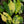 Load image into Gallery viewer, Syngonium aurea *Growers choice*
