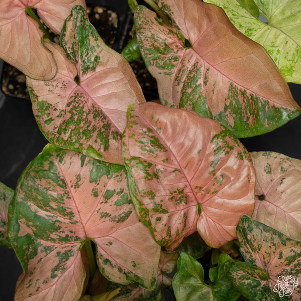 Syngonium 'Pink Flecked' *Grower's choice*