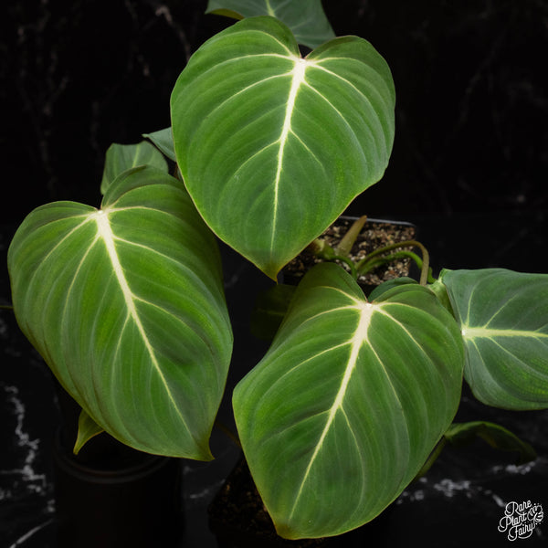 Philodendron gloriosum *Grower's choice*