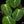 Load image into Gallery viewer, Philodendron gloriosum *Grower&#39;s choice*
