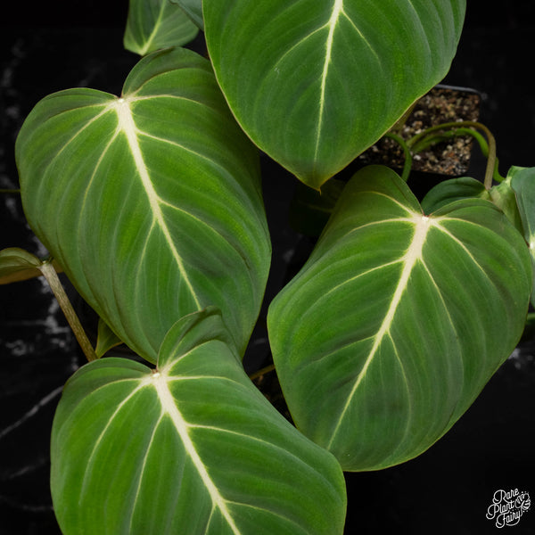Philodendron gloriosum *Grower's choice*