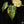 Load image into Gallery viewer, Philodendron gloriosum variegated (A15)
