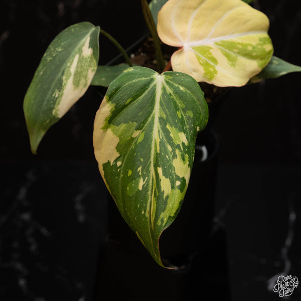 Philodendron gloriosum variegated (A15)