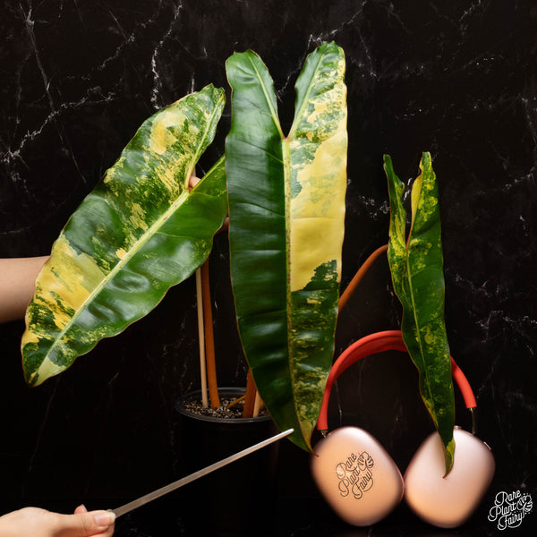 Philodendron billietiae variegated (A15)