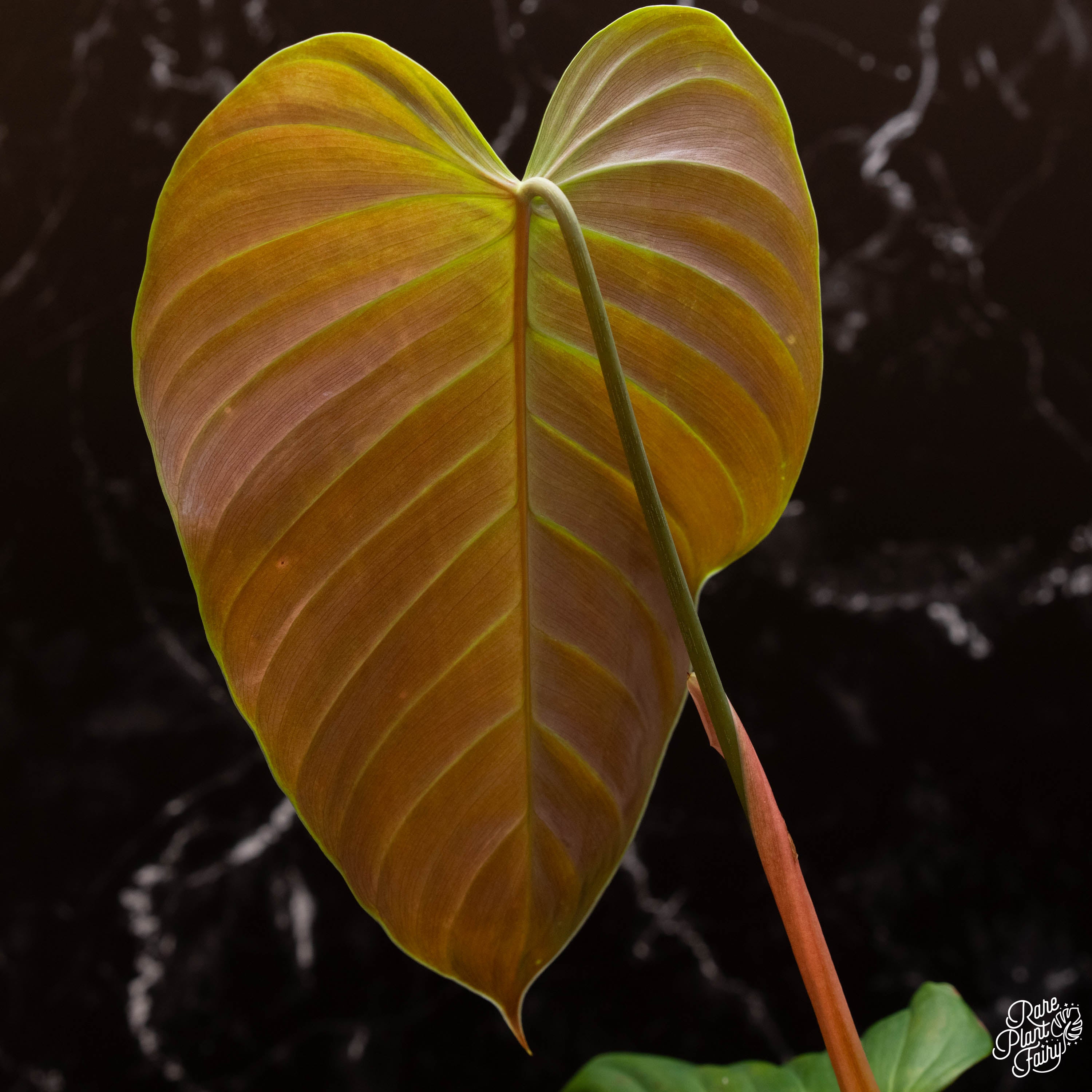 philodendron grandipes mature Philodendron grandipes *Grower's Choice*